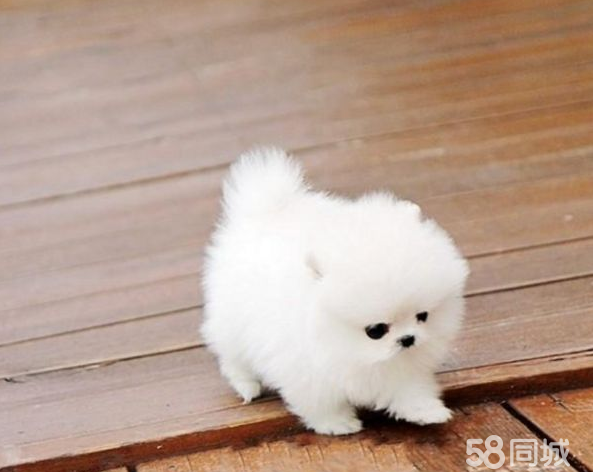 新年特价全场直销,哈多利博美等名犬质保90天送用品