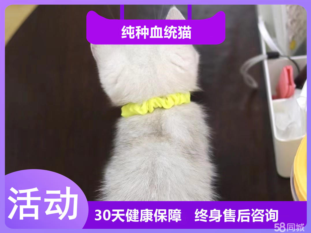 甜甜蜜蜜的银渐层猫 颜值高性格好 优秀的家庭伴侣猫
