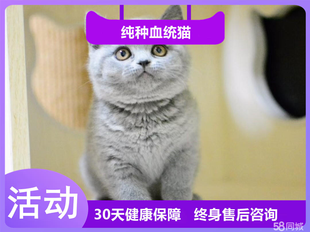 粘人听话的蓝猫宝宝 小仙女般的脸庞 健康纯种可爱