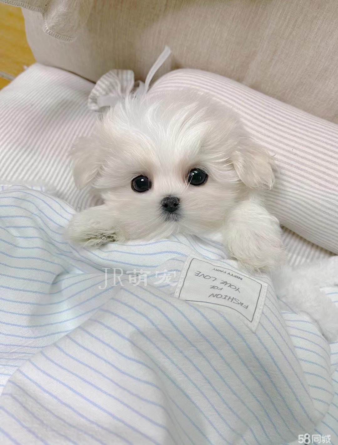 马尔济斯犬个人低价出售 家养纯种赛级双血统韩版马尔济斯犬宠物