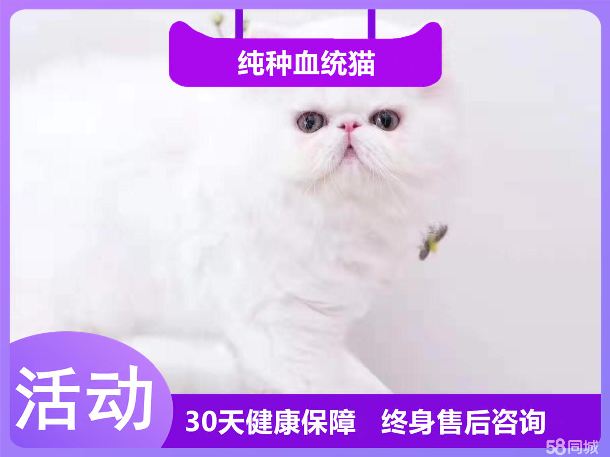 学会了自己上猫砂盆 波斯宝宝 超省心的伴侣宠物猫