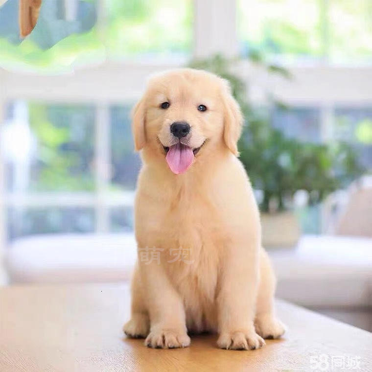 金毛犬个人低价出售 家养纯种赛级双血统大骨架沙滩金金毛犬 宠