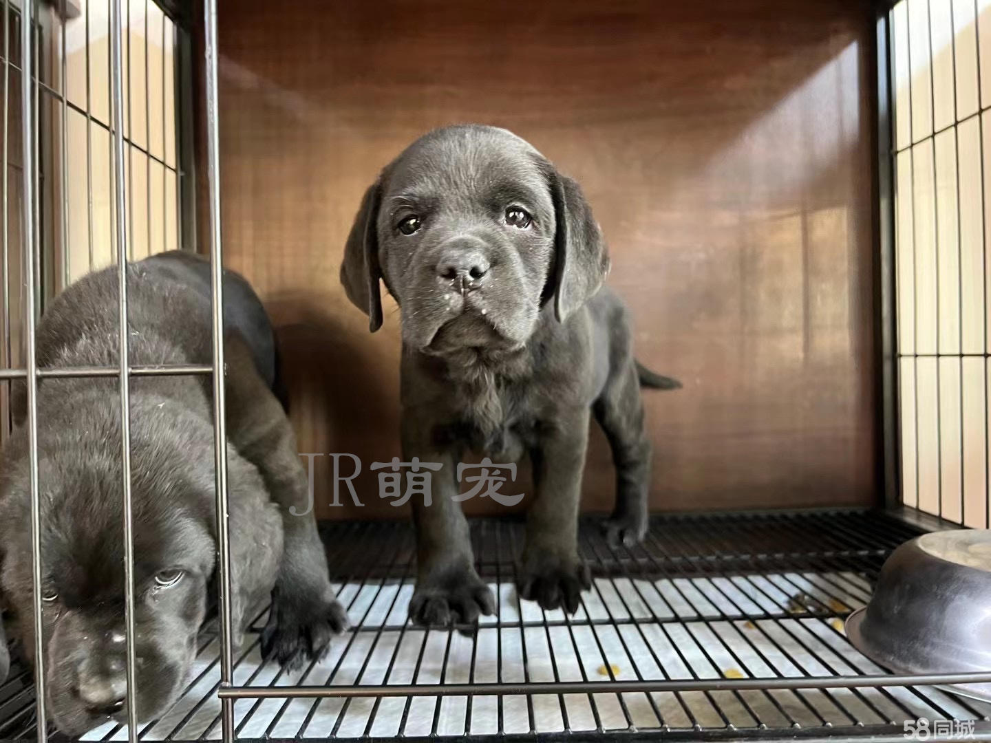 【泰宠犬业】买赛级高品质拉布拉多犬-送货上门-平台担保