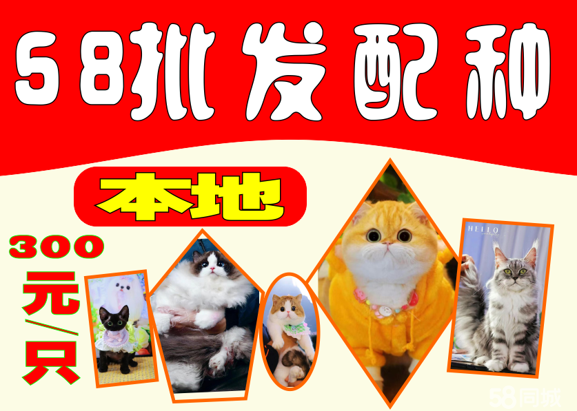 基地 加菲猫孟加拉豹猫拿破仑猫曼美短缅因猫矮脚阿比猫长毛猫赛