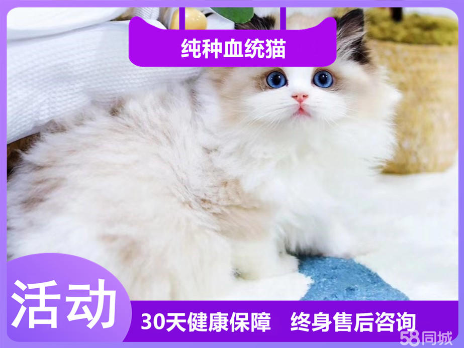 精致小网红同款 超甜超萌的布偶宝宝 家庭必备伴侣猫
