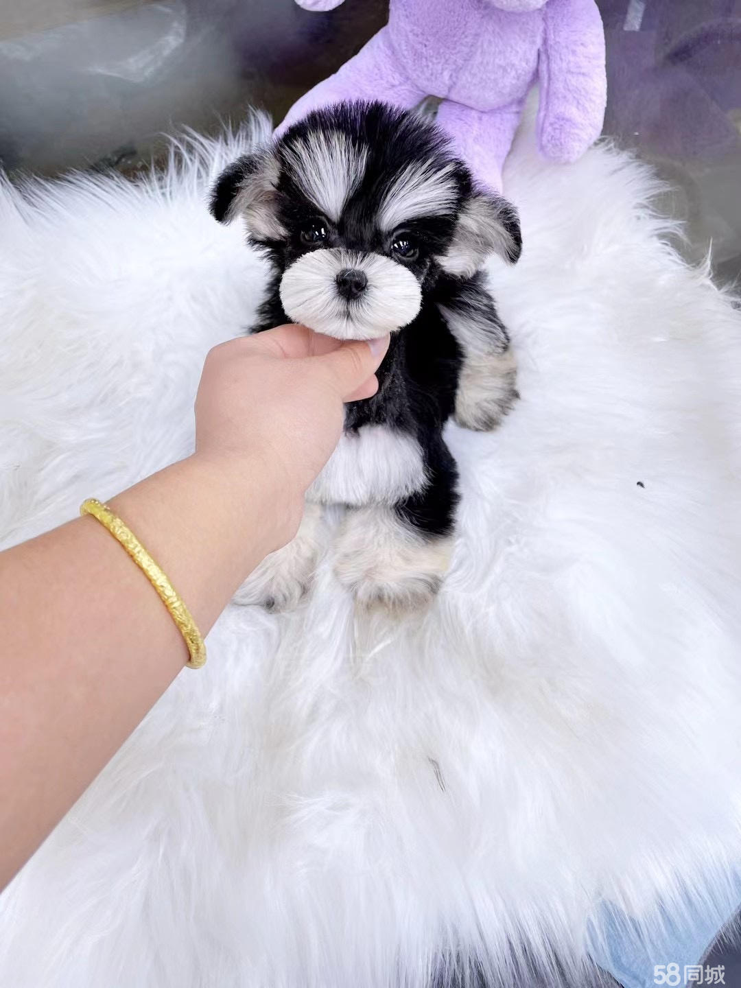 《泰泽萌宠》买双血统赛级雪纳瑞犬幼犬本地自提转让可看狗父母