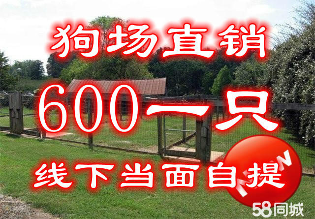 本地繁殖犬舍一一一当面挑选丨六百一只丨一一一包健康签协议一一