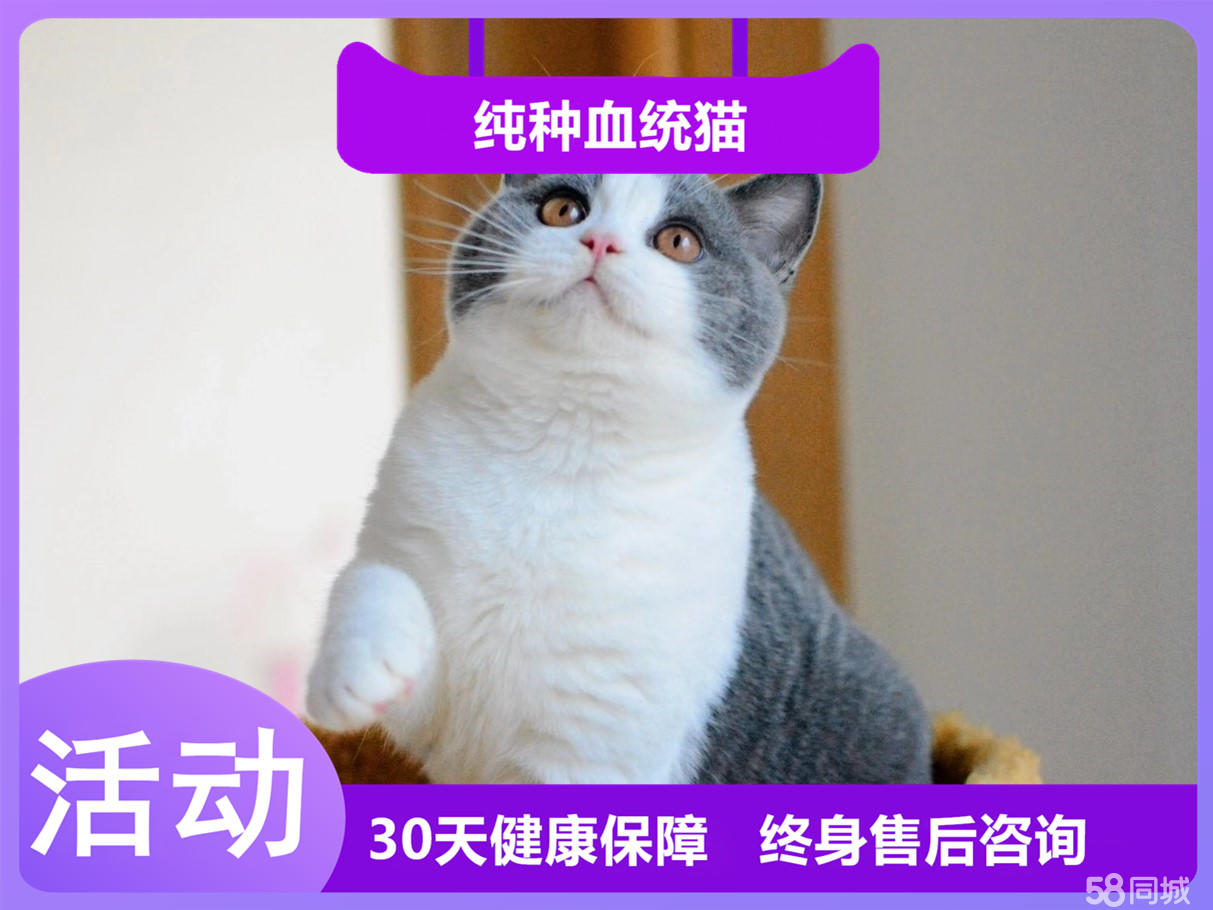 萌萌哒蓝白猫家庭伴侣猫 性格温顺粘人哦 健康纯种