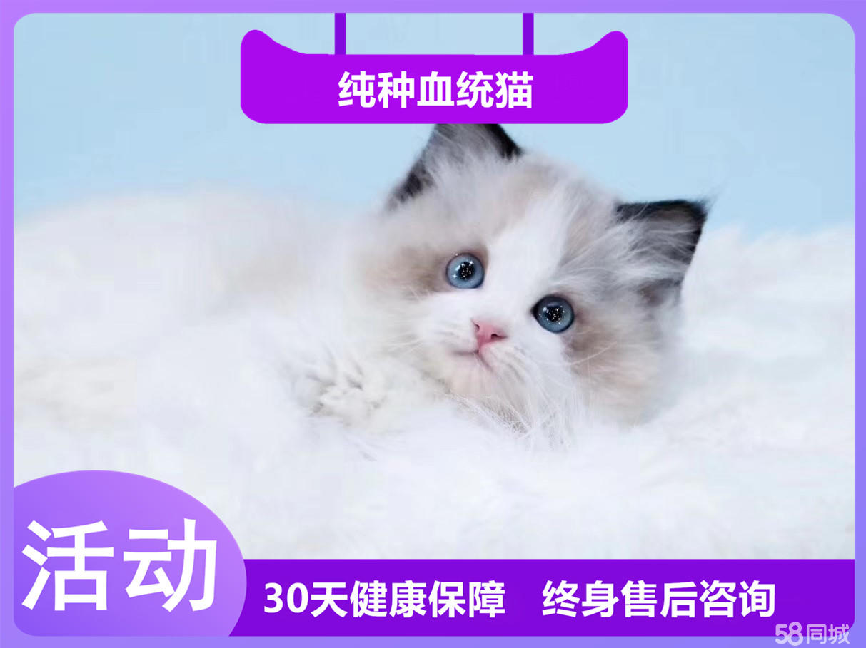 高颜值的布偶猫宝宝 健康保障 纯种血统价格合适
