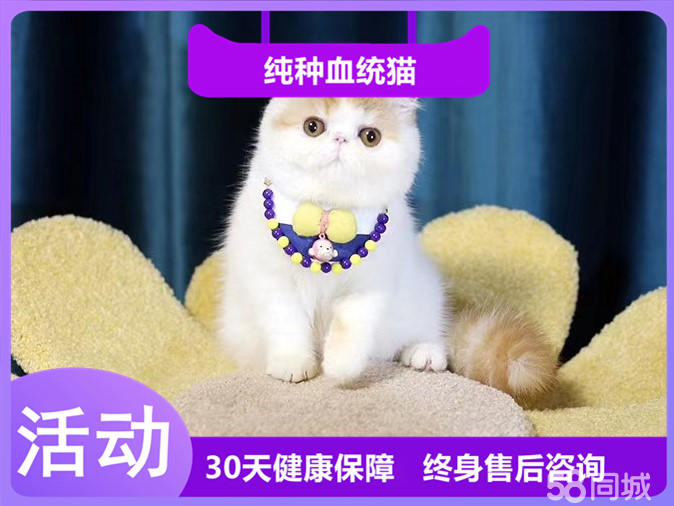 高智商的加菲宝宝 性格温顺粘人 超萌家庭伴侣猫