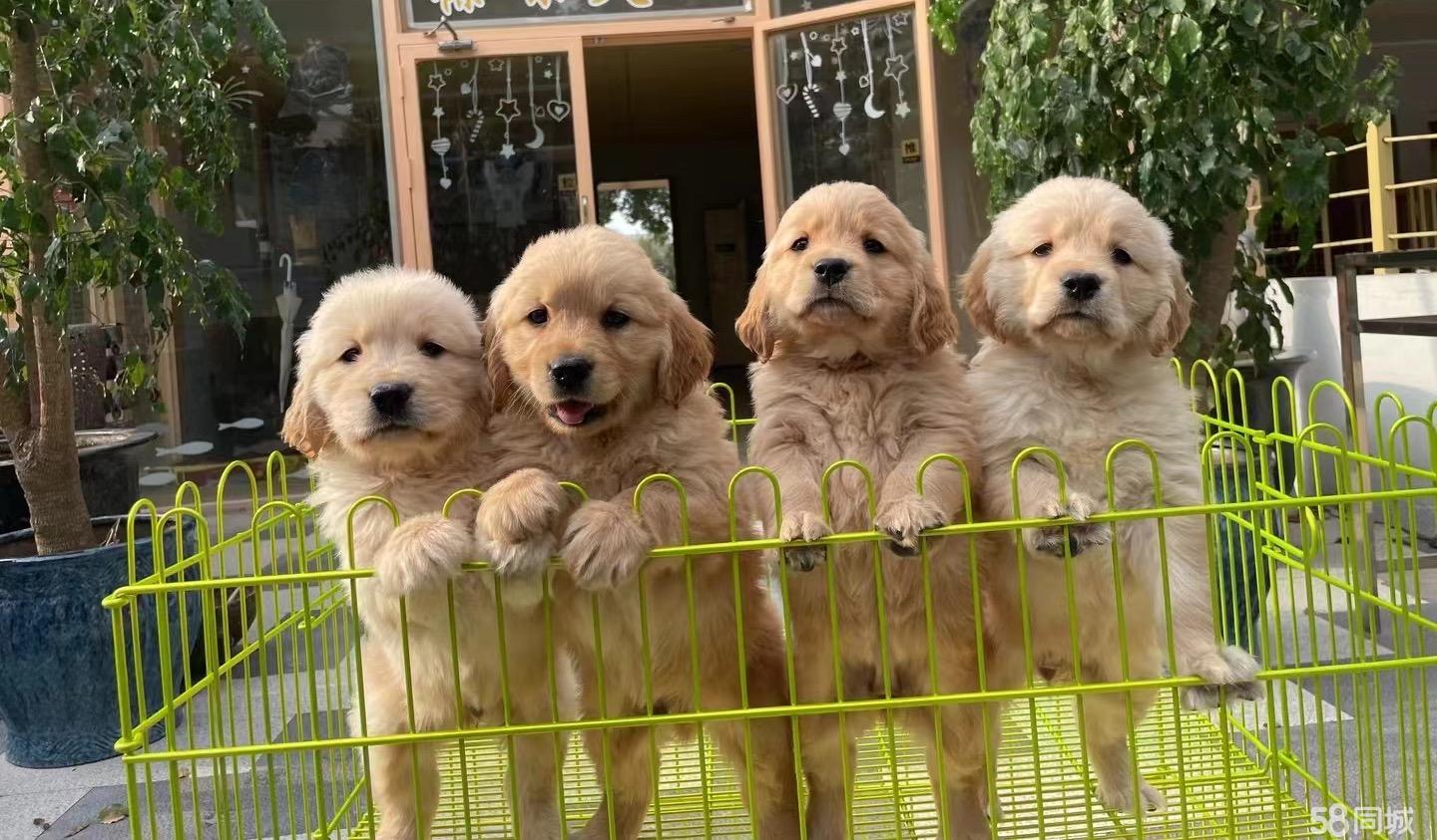 个人家养犬舍-本地买出售赛级双血统金毛犬-健康质保-平台担保