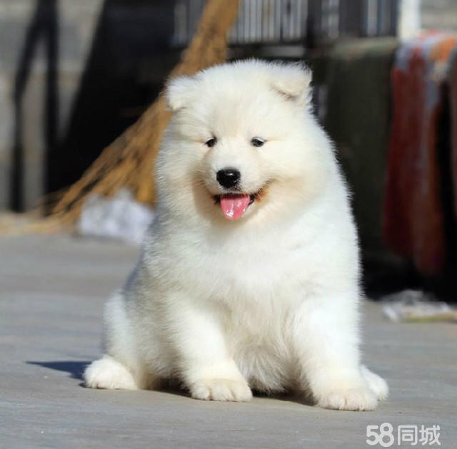 犬舍出售萨摩耶出售宠物幼犬 纯种健康可视频挑选
