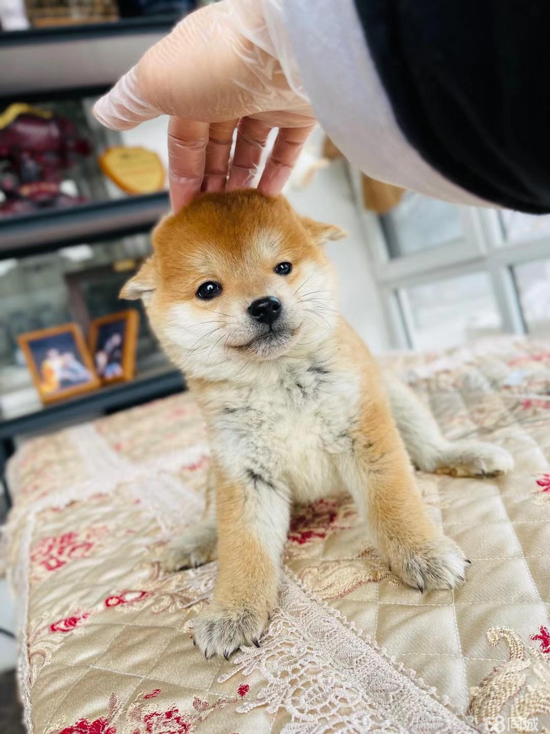【比乐犬舍】本地买出售双血统赤色黑白柴犬-健康质保-平台担保