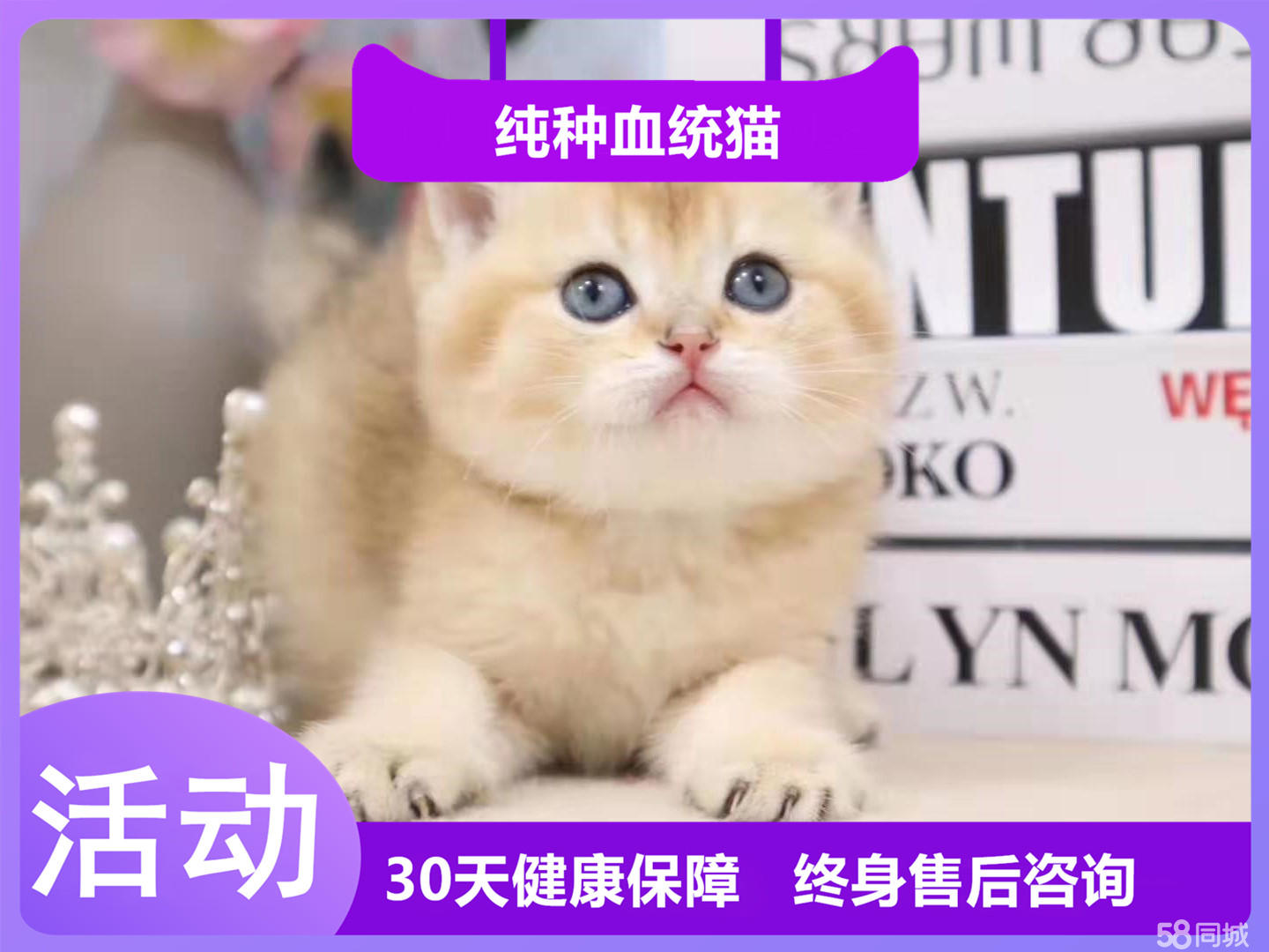 甜美可爱粘人短毛猫丨纯种网红小仙女特别亲人的短毛宝宝丨会用猫