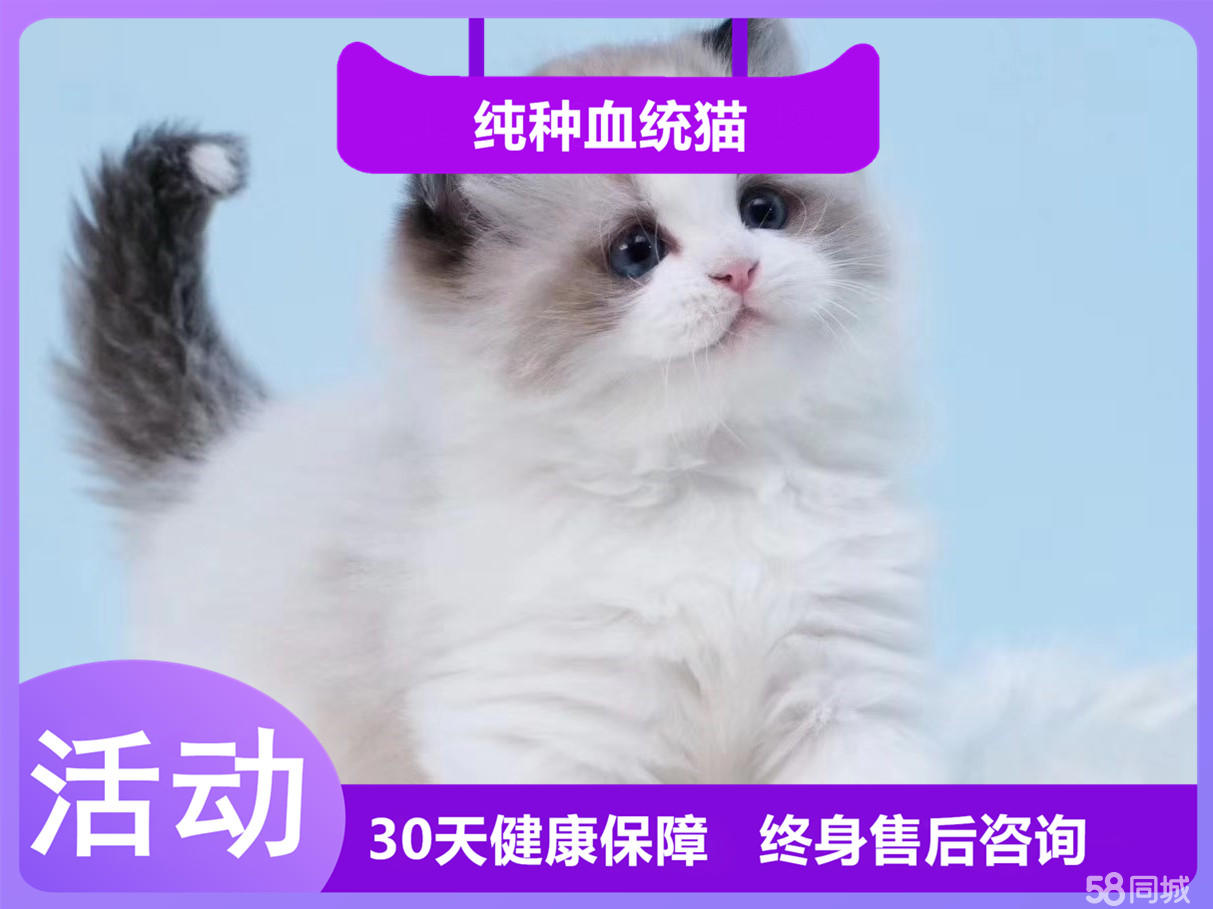 粘人听话的布偶猫宝宝 小仙女般的脸庞 健康纯种可爱