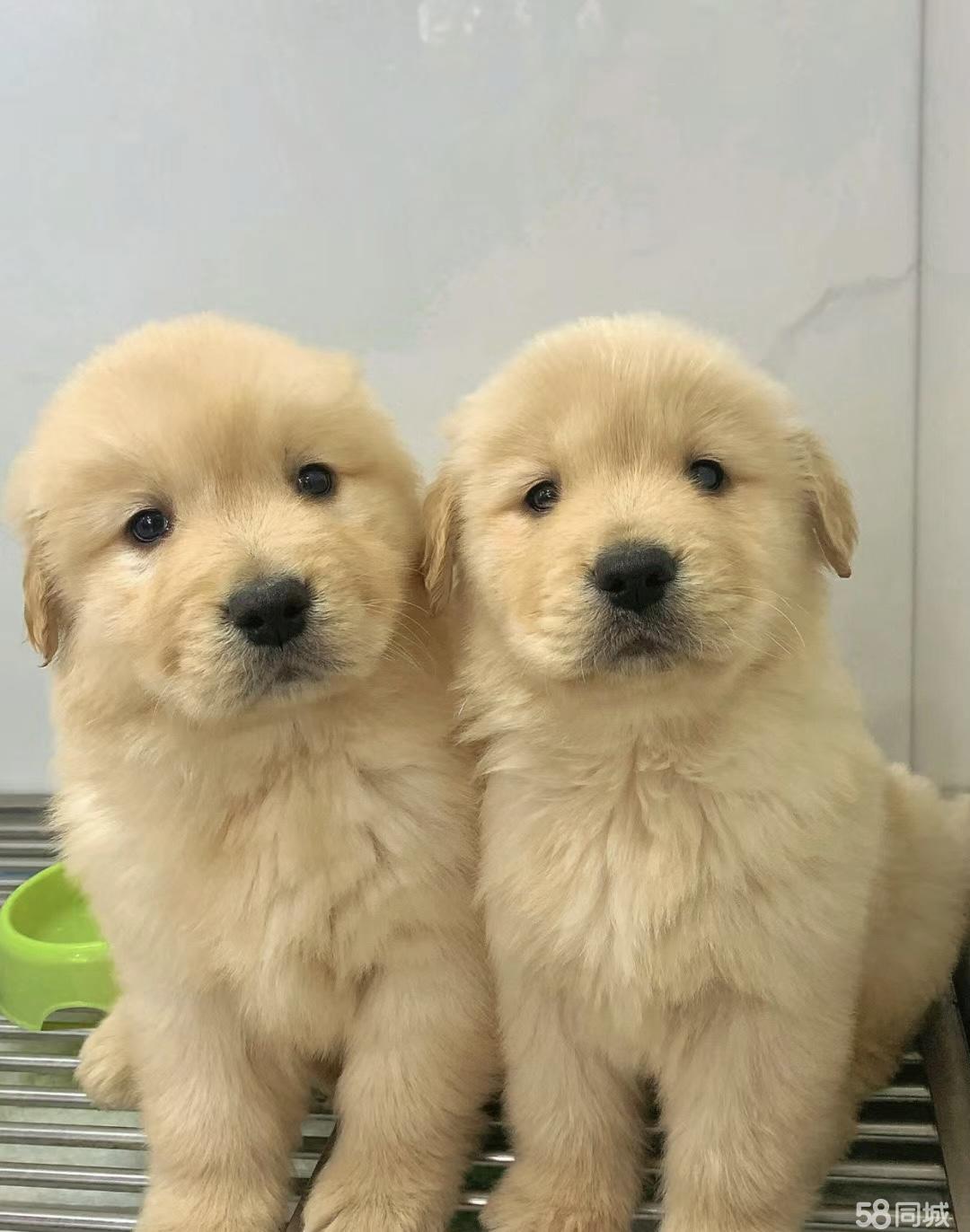 【个人家养犬舍】本地买出售赛级双血统金毛犬-健康质保-平台担