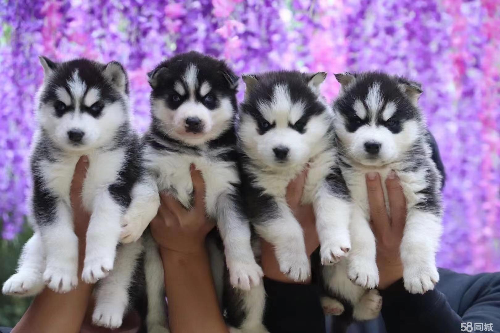 【个人家养犬舍】本地买出售赛级双血统哈士奇犬-健康质保-平台