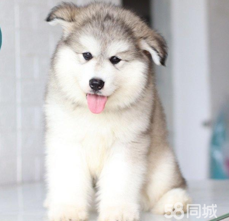 出售阿拉斯加犬出售宠物幼犬 纯种健康可视频挑选