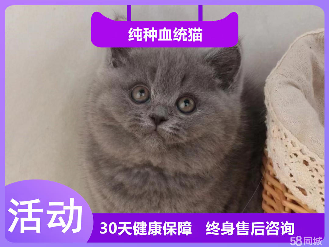 粘人听话的短毛猫宝宝 小仙女般的脸庞 健康纯种可爱