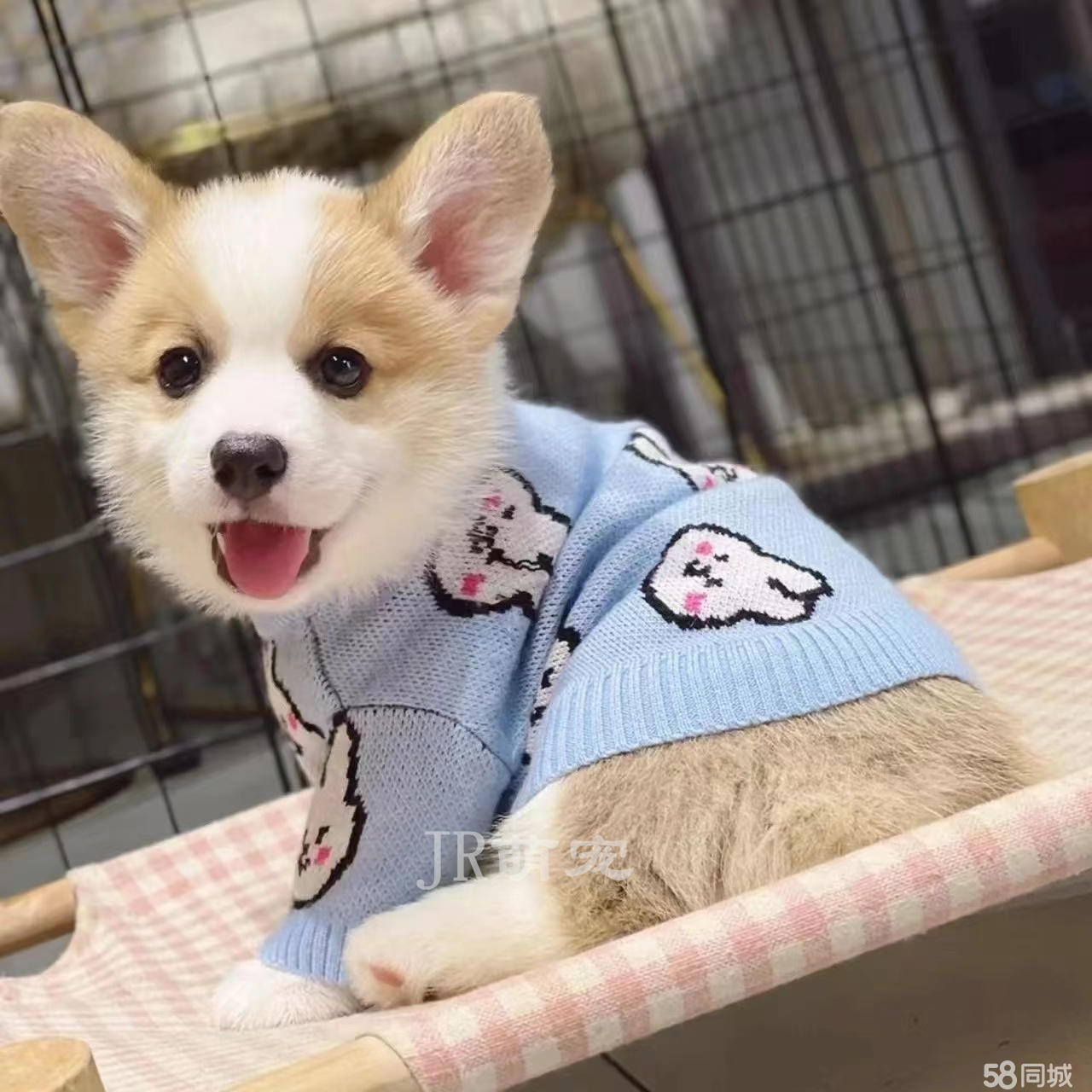 【比乐犬舍】本地买出售双血统赛级威尔士柯基犬-健康质保-平台