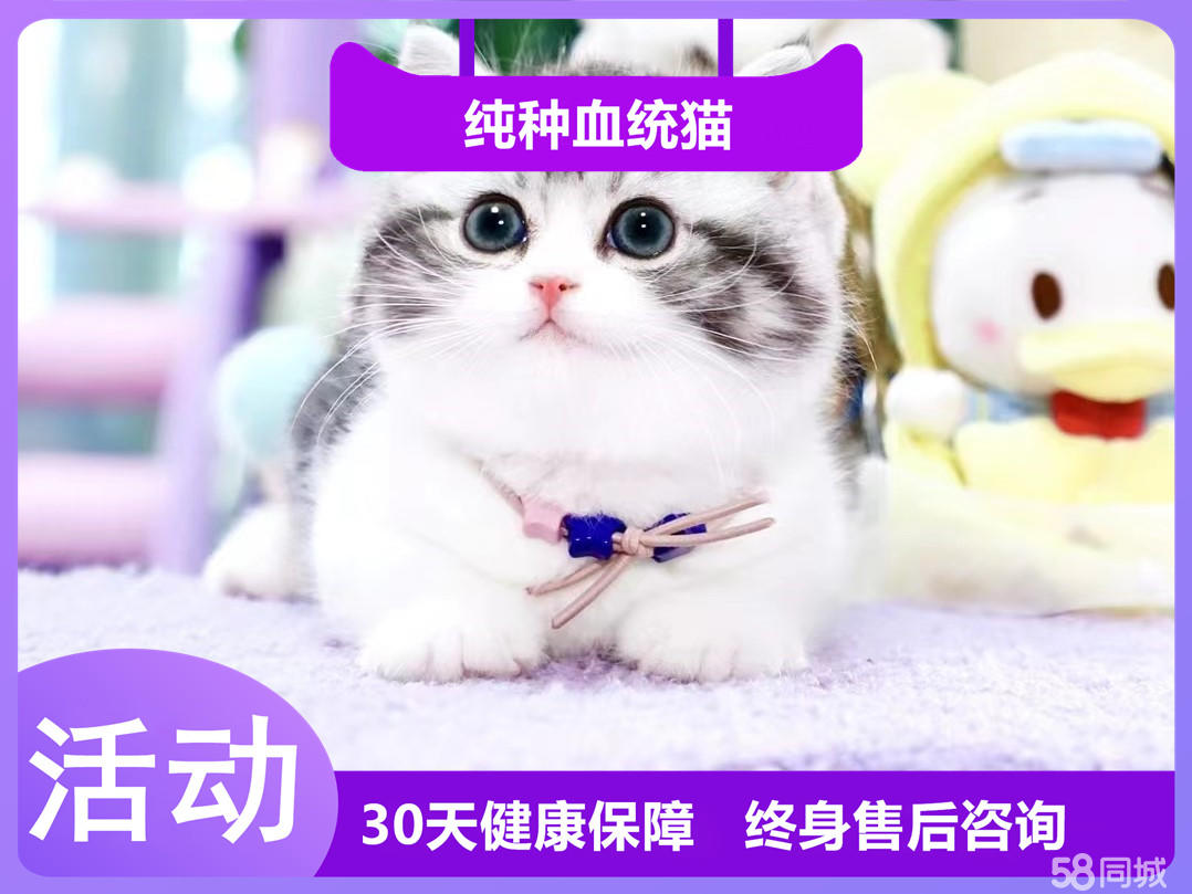 粘人听话的矮脚猫宝宝 小仙女般的脸庞 健康纯种可爱