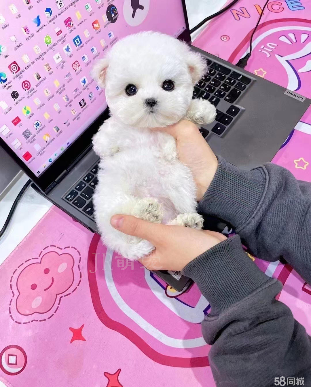 【个人家庭犬舍】本地买出售赛级韩版小体比熊犬-健康质保-平台