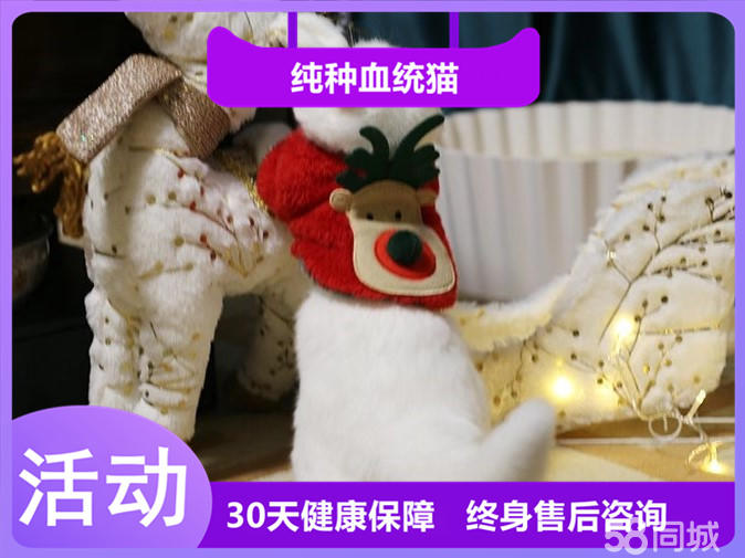 高智商的加菲宝宝 性格温顺粘人 超萌家庭伴侣猫