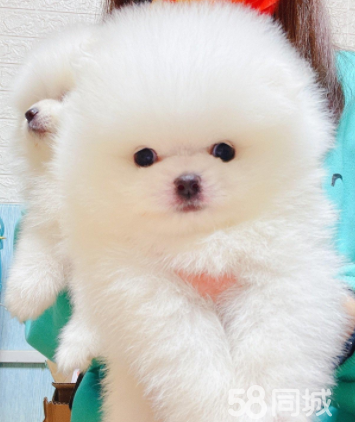 俊介博美幼犬出售专业犬舍繁殖疫苗齐全血统纯博美幼犬