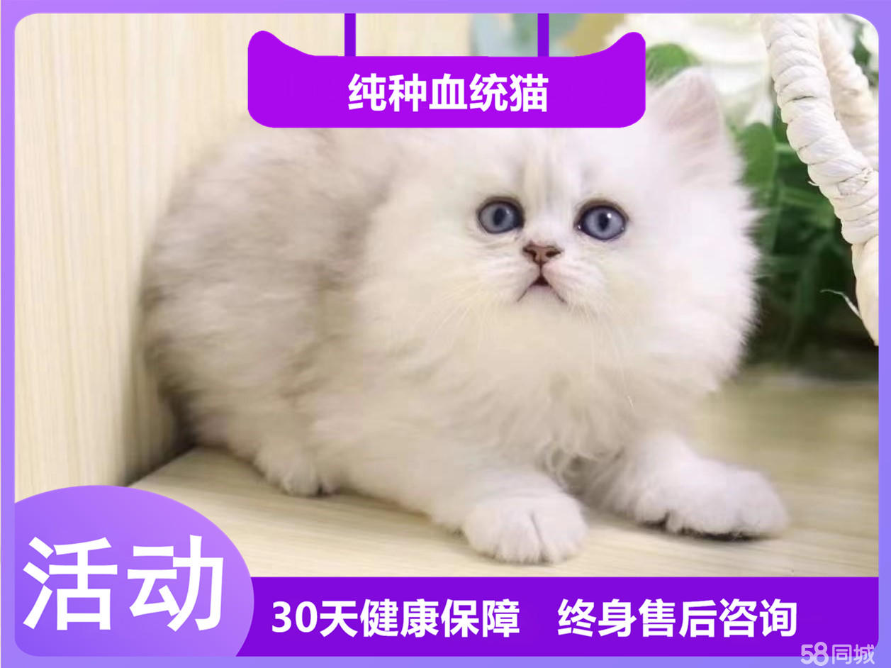 高颜值的金吉拉宝宝 健康保障 纯种血统价格合适