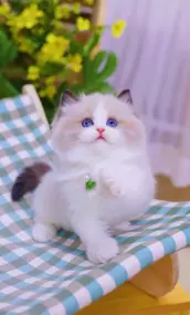 纯种布偶猫出售 金渐层 多只可选 保健康 另有种公配种