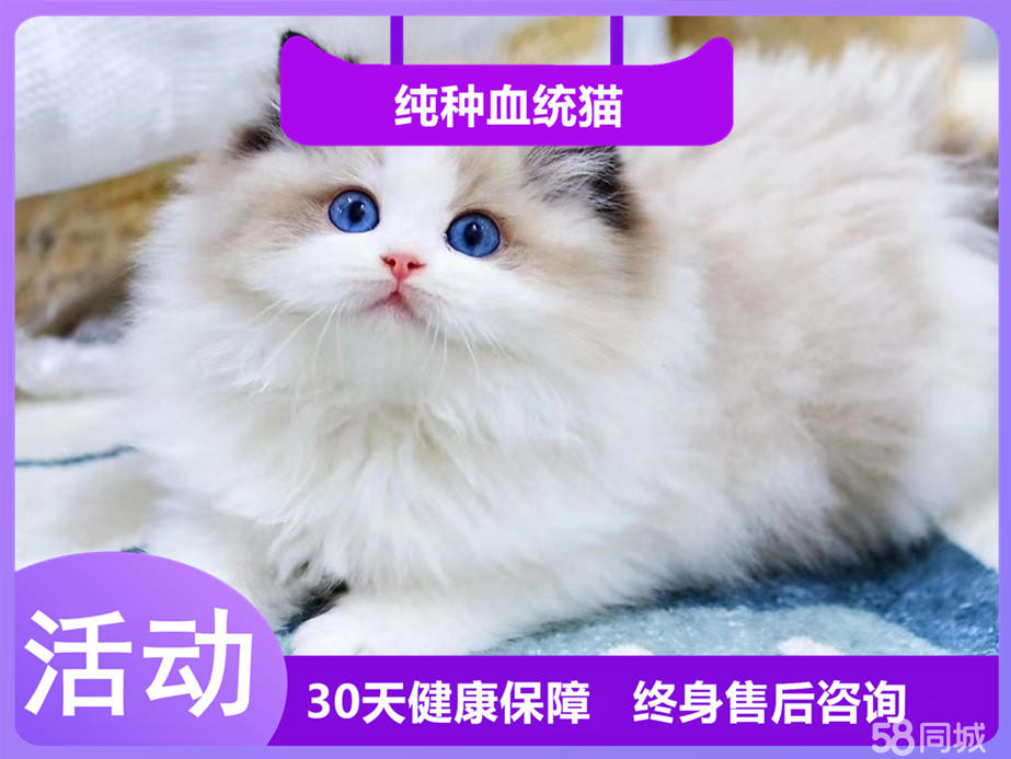粘人听话的布偶猫宝宝 小仙女般的脸庞 健康纯种可爱