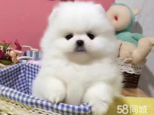 俊介博美幼犬出售专业犬舍繁殖疫苗齐全血统纯博美幼犬