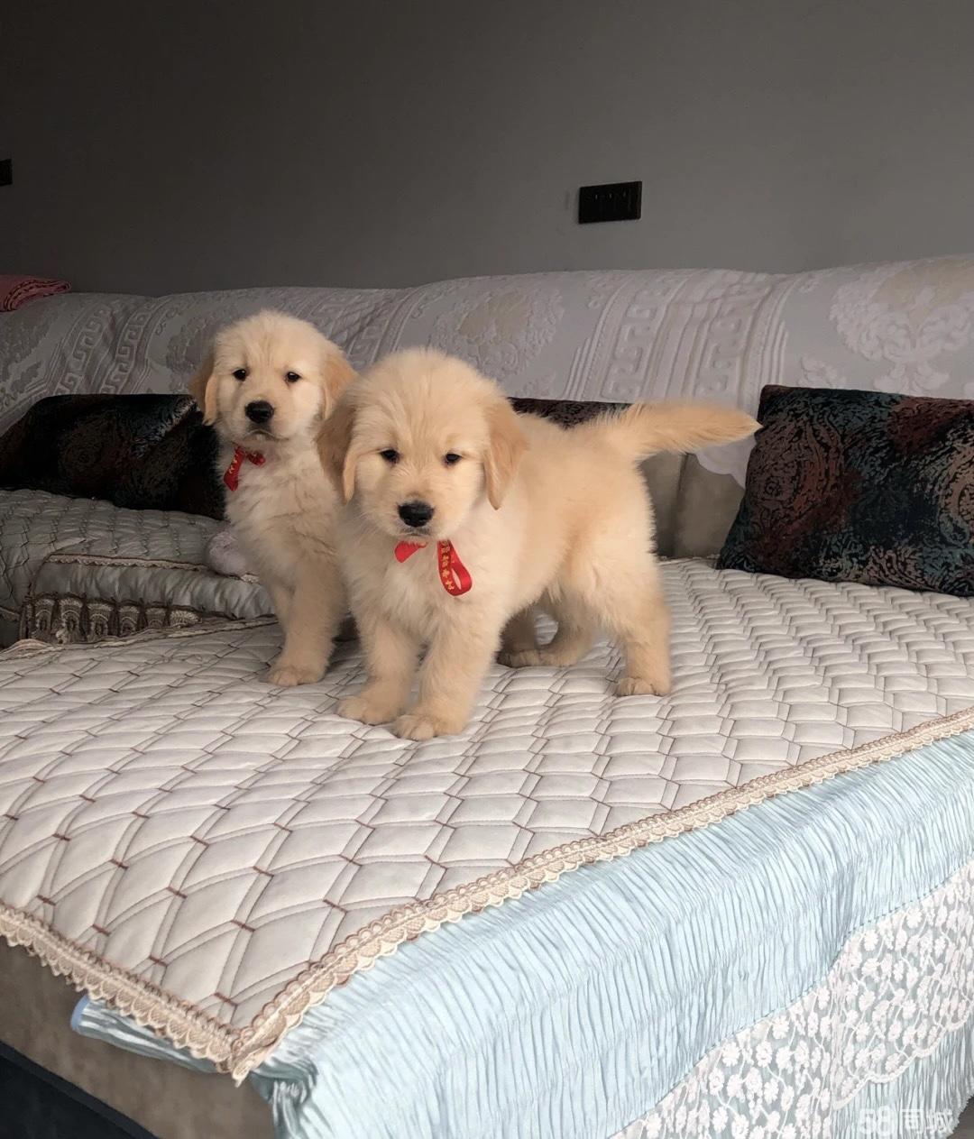 个人家养犬舍-本地买出售双血统金毛-健康质保-平台担保-