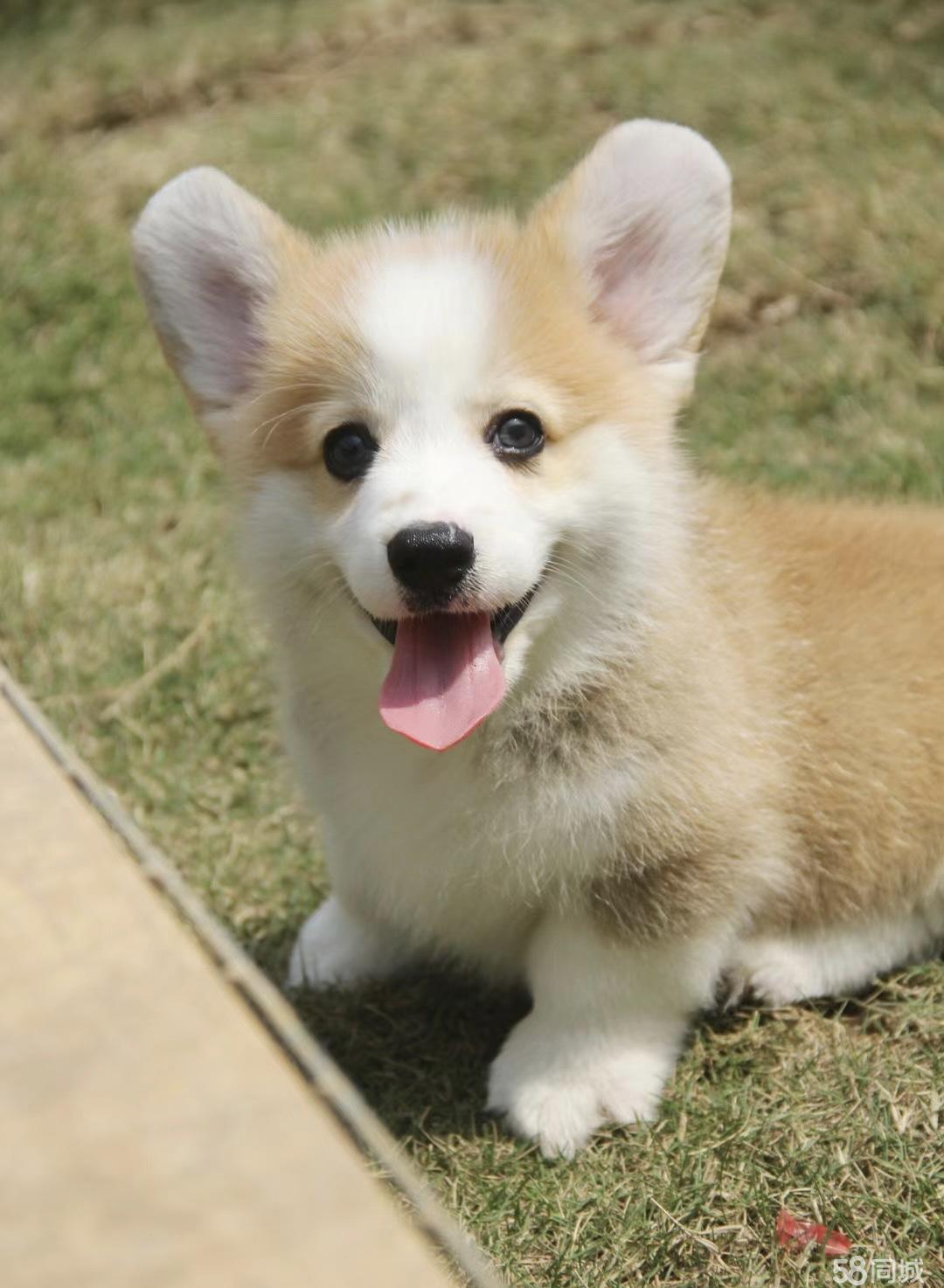 个人家养犬舍-本地买出售赛级双血柯基犬-健康质保-平台担保-