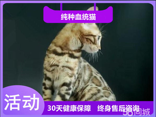 超聪明的孟加拉猫宝宝 温顺听话 非常理想的家庭宠物