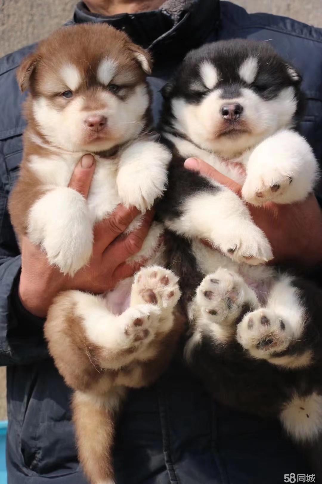 个人家养犬舍-本地买出售赛级熊版阿拉斯加犬-健康质保-平台担
