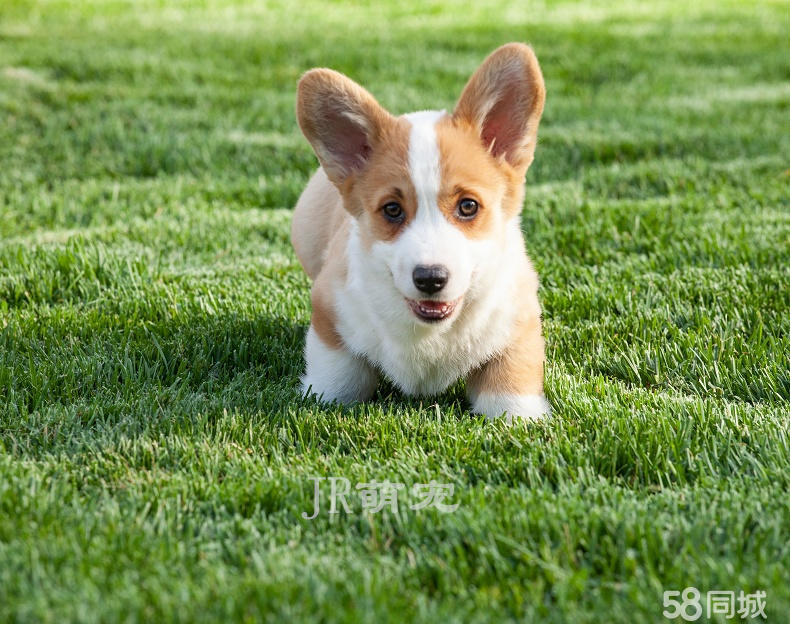 赛级高品质双血统柯基犬-送货上门 签订协议