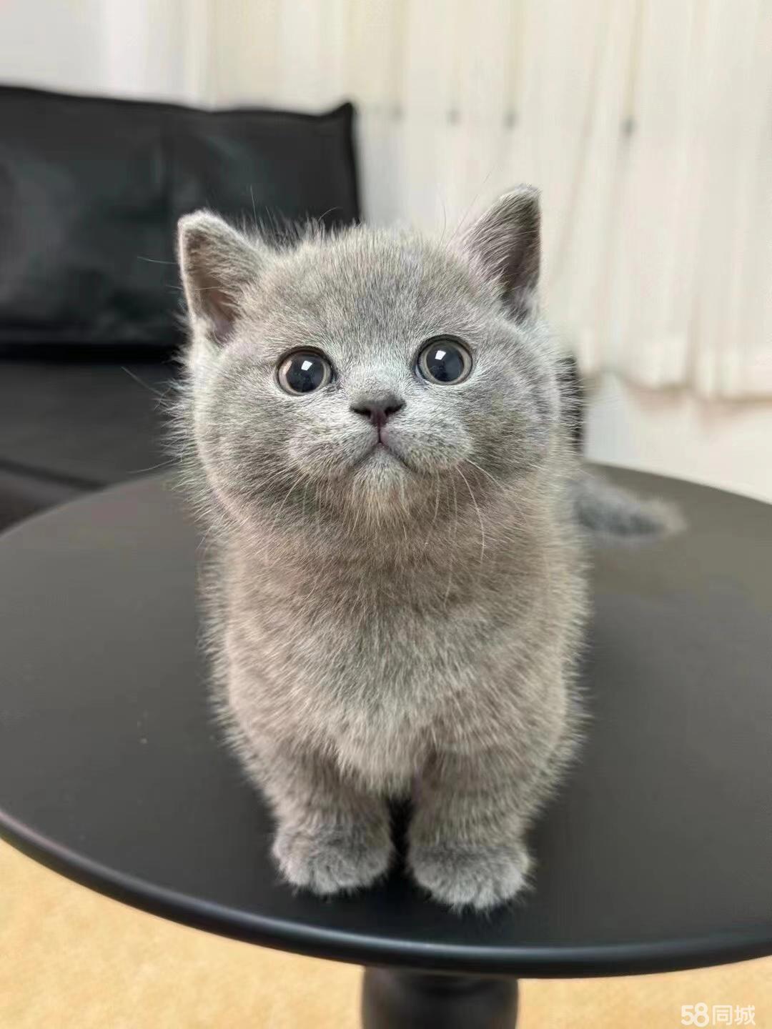 出售小蓝猫，刚出生1个月可以预订哦，真心养猫的人可以联系我