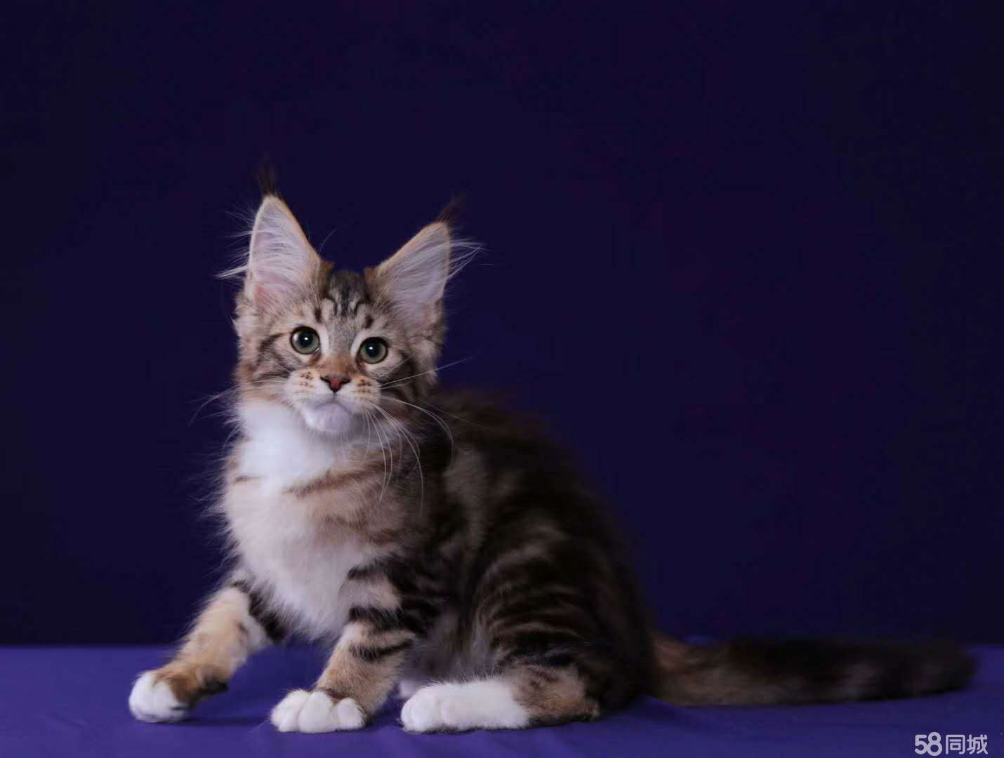 粘人听话的缅因猫宝宝 小仙女般的脸庞 健康纯种可爱