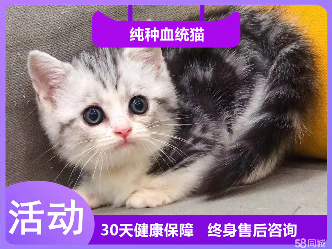 家养精品美国短毛猫宝宝 可爱 温顺黏人 疫苗齐全包健康