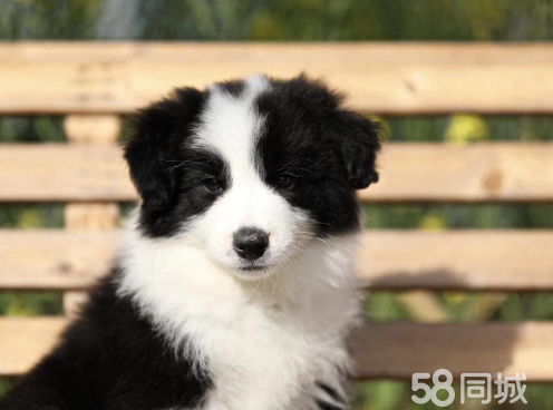 专业繁殖边境牧羊犬养殖基地 可以来犬舍里挑选七白三通