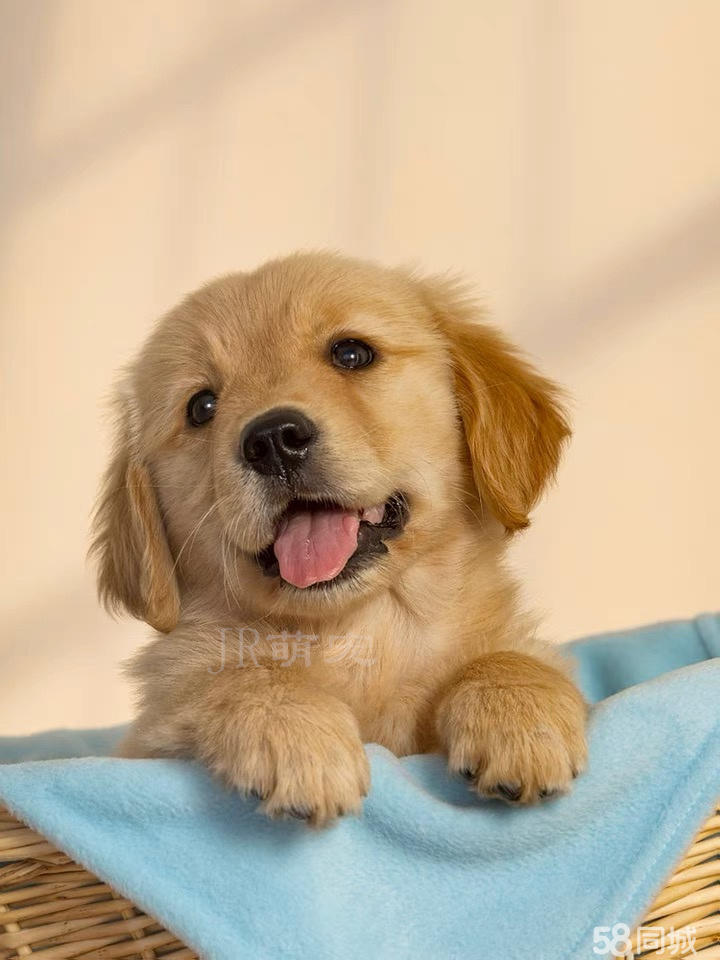 【比乐犬舍】本地买出售双血统赛级金毛犬-健康质保-平台担保