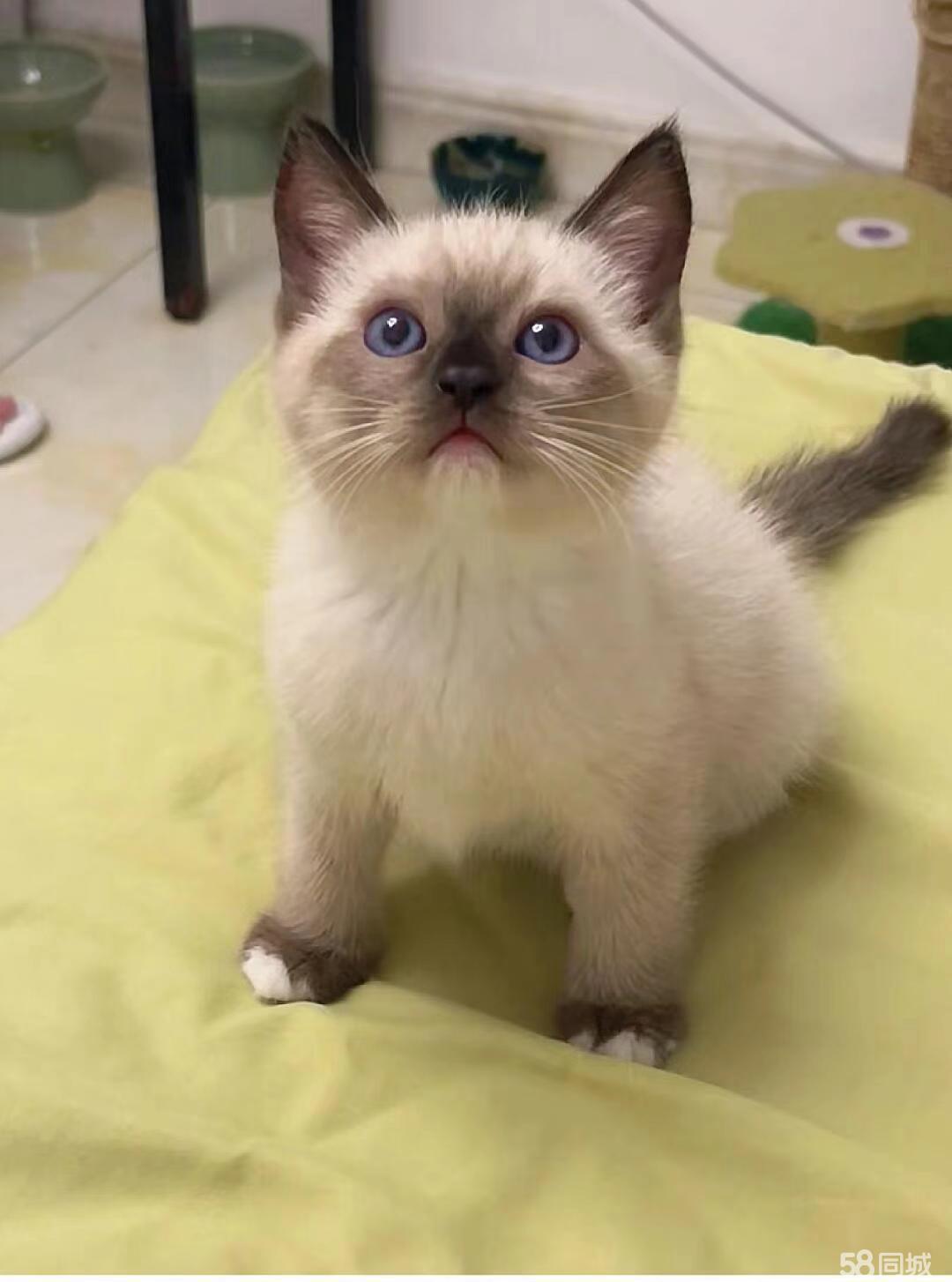 常年出售健康宠物猫暹罗多只在售中 纯血统性格稳定粘人 高智商
