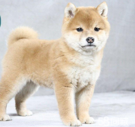 出售宠物狗日本柴犬柴犬幼犬纯种柴犬狗出售赛级日系柴犬