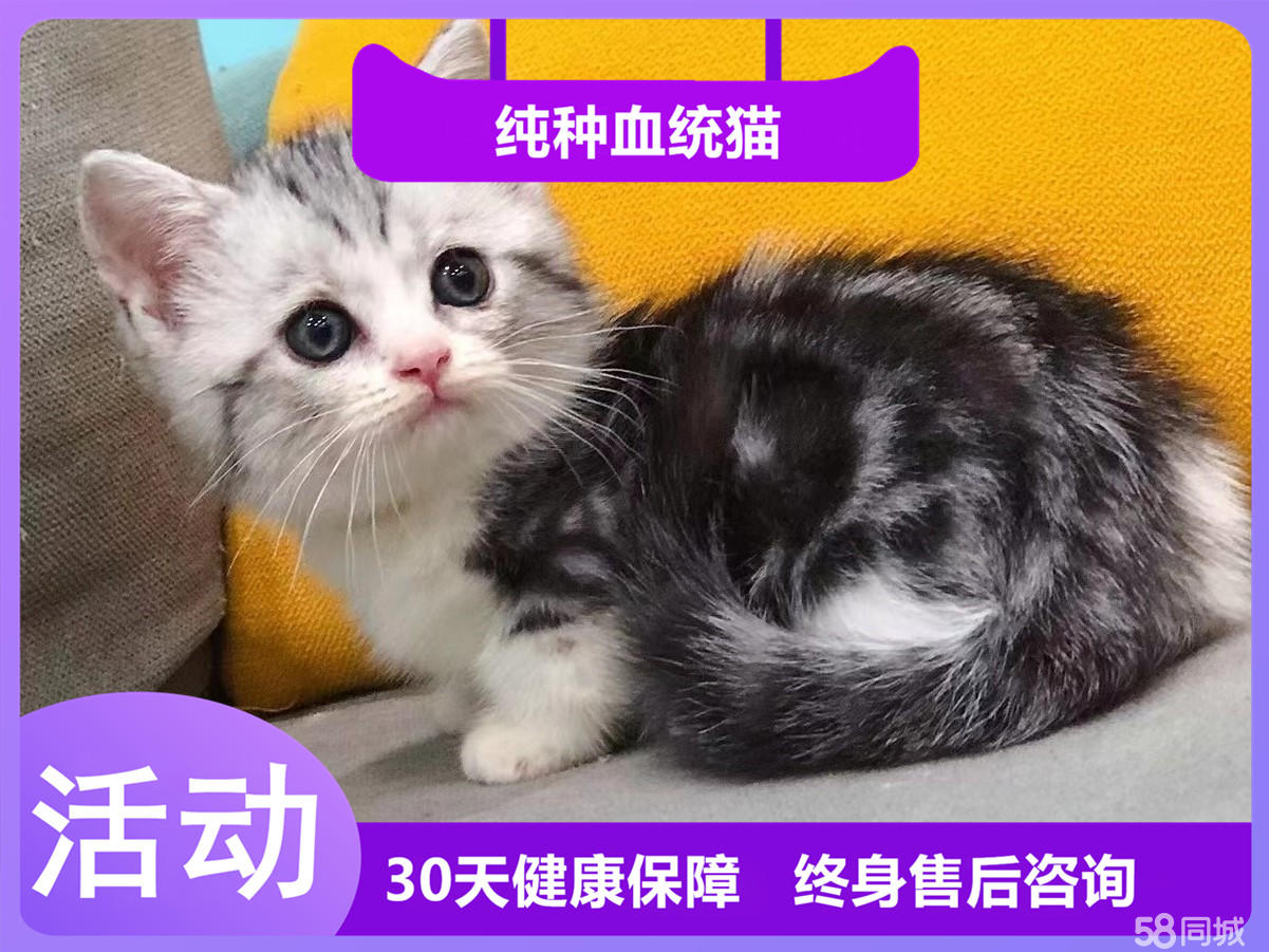 家养精品美国短毛猫宝宝 可爱 温顺黏人 疫苗齐全包健康