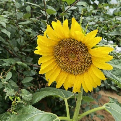 葵花小饭桌图片0