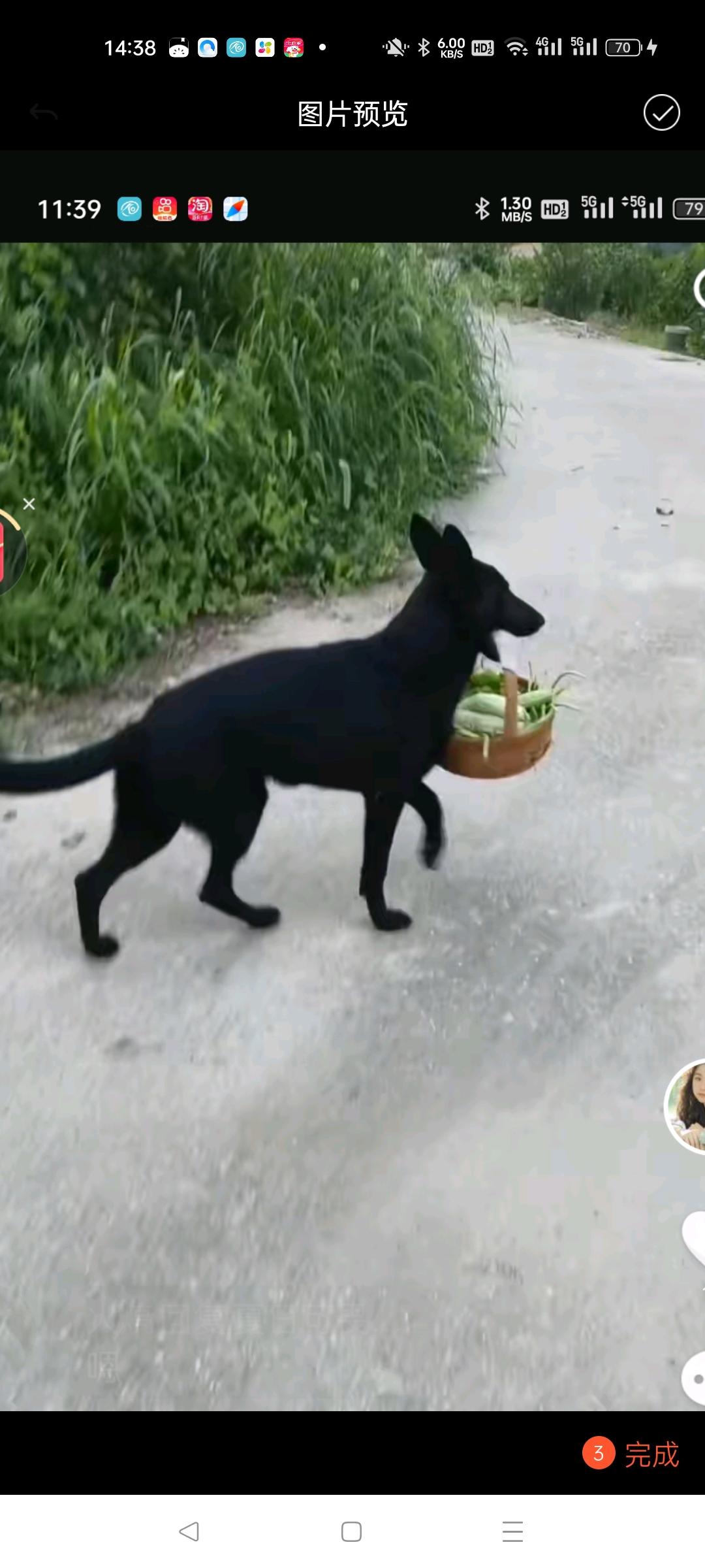 自家狗狗升级了，有3公4母有需要私聊，纯正东德牧羊犬狗父母都